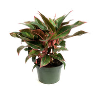 Aglaonema, 8in, Siam  Red