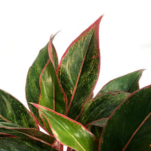 Load image into Gallery viewer, Aglaonema, 8in, Siam  Red
