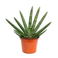 Sansevieria, 8in, Boncel