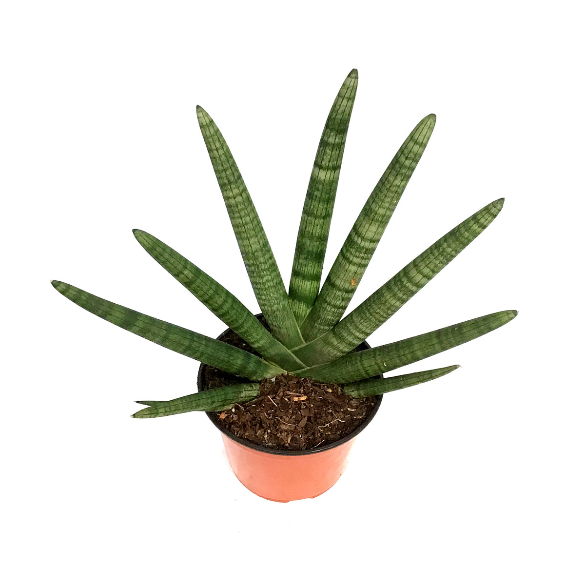 Sansevieria, 8in, Boncel