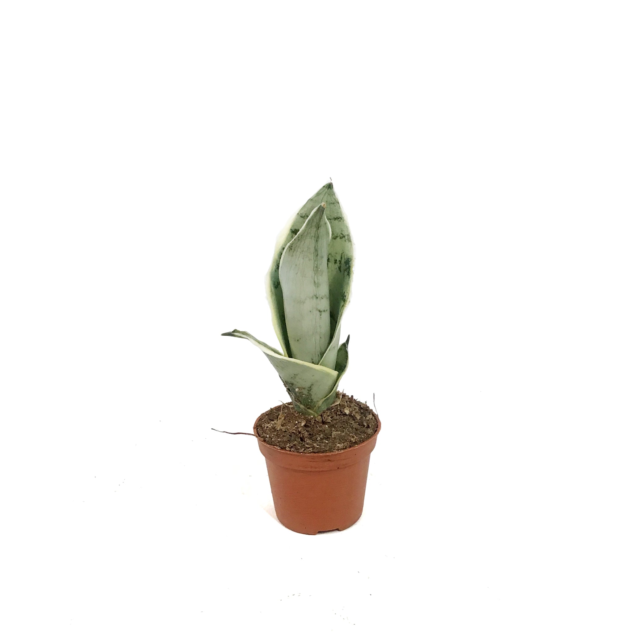 sansevieria snow white Sansevieria, 2.5in, Hahnii Snow White – Floral Acres Greenhouse & Garden Centre