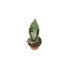 Load image into Gallery viewer, Sansevieria, 2.5in, Hahnii Snow White
