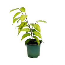 Load image into Gallery viewer, Ficus, 4in, Benjamina Lime

