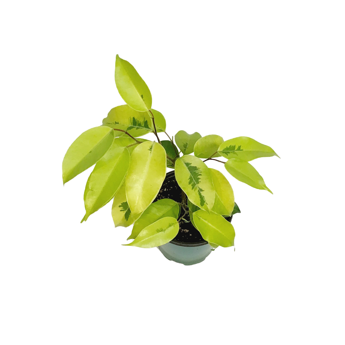 Ficus, 4in, Benjamina Lime