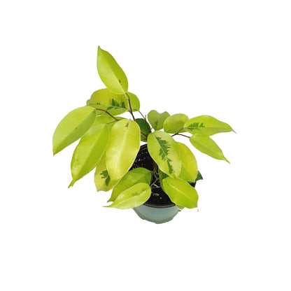 Ficus, 4in, Benjamina Lime