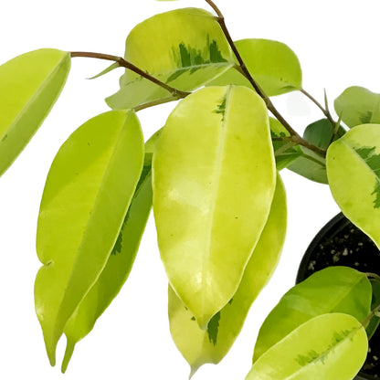 Ficus, 4in, Benjamina Lime
