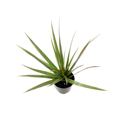 Dracaena, 3.5in, Bicolor