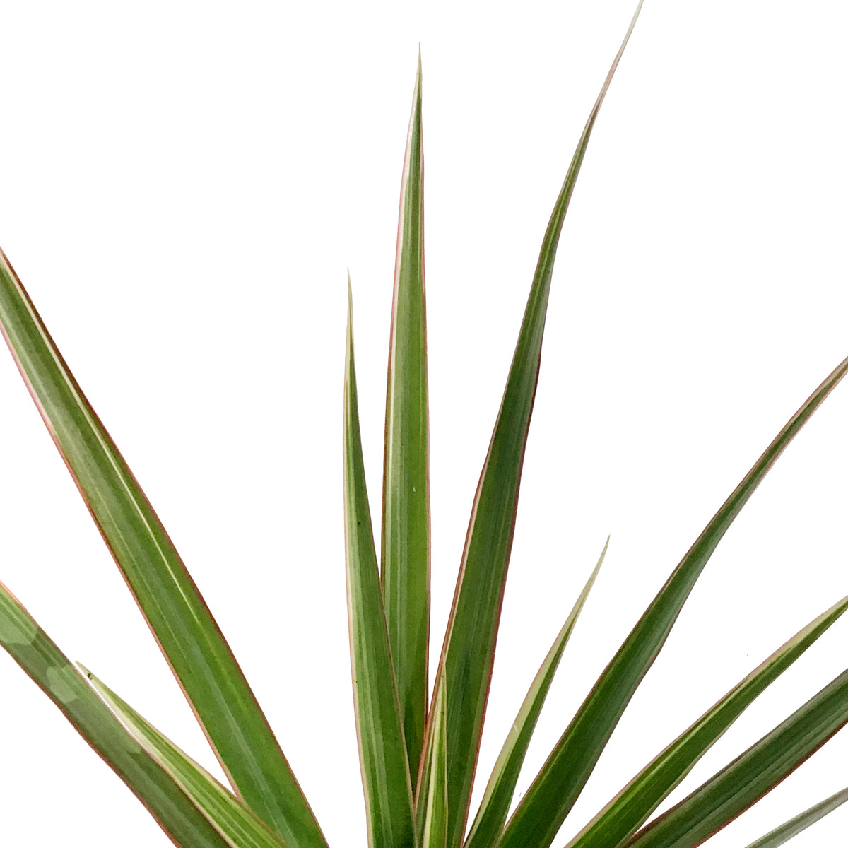 Dracaena, 3.5in, Bicolor