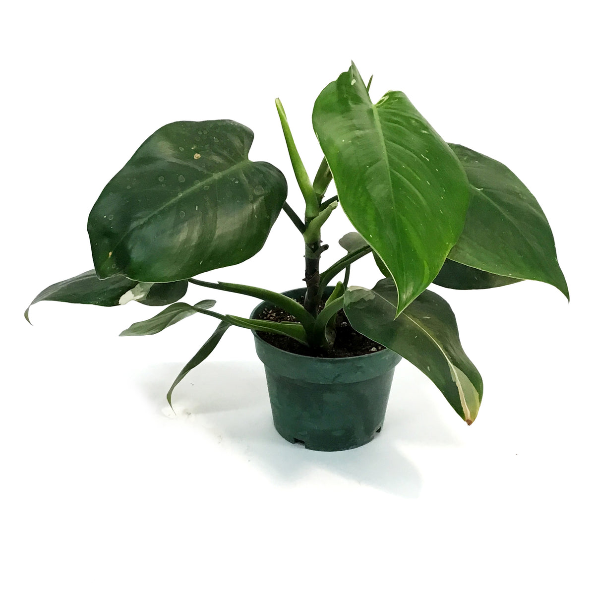 Philodendron, 6in, White Wizard