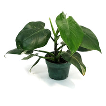 Load image into Gallery viewer, Philodendron, 6in, White Wizard
