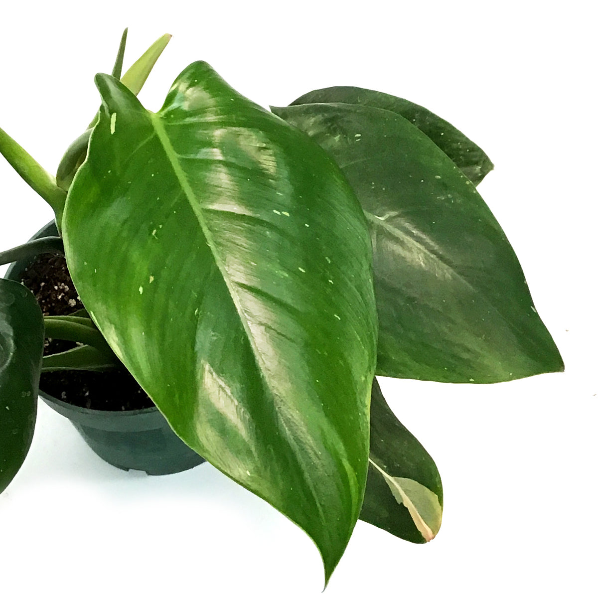 Philodendron, 6in, White Wizard