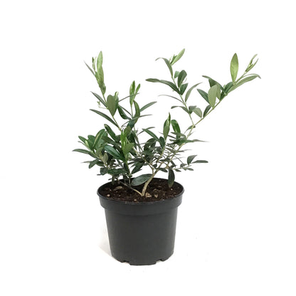 Olive, 6in