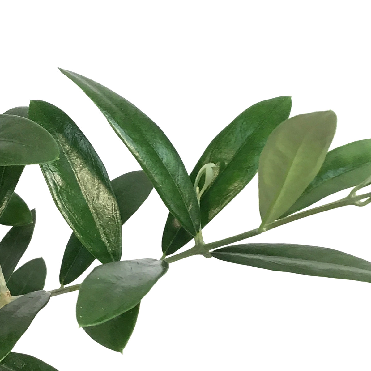 Olive, 6in – Floral Acres Greenhouse & Garden Centre