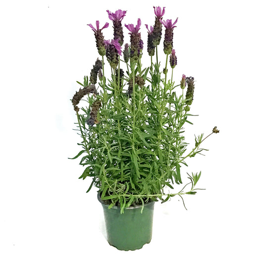Lavender, 4in, Stoechas