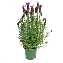 Load image into Gallery viewer, Lavender, 4in, Stoechas
