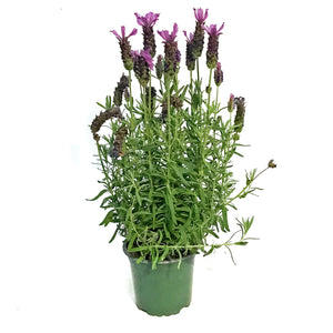 Lavender, 4in, Stoechas