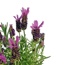Load image into Gallery viewer, Lavender, 4in, Stoechas
