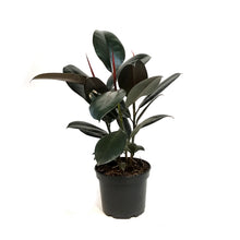 Load image into Gallery viewer, Ficus, 6in, Decora, Burgundy
