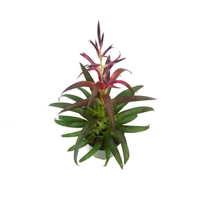 Bromeliad, 4in, Tillandsia