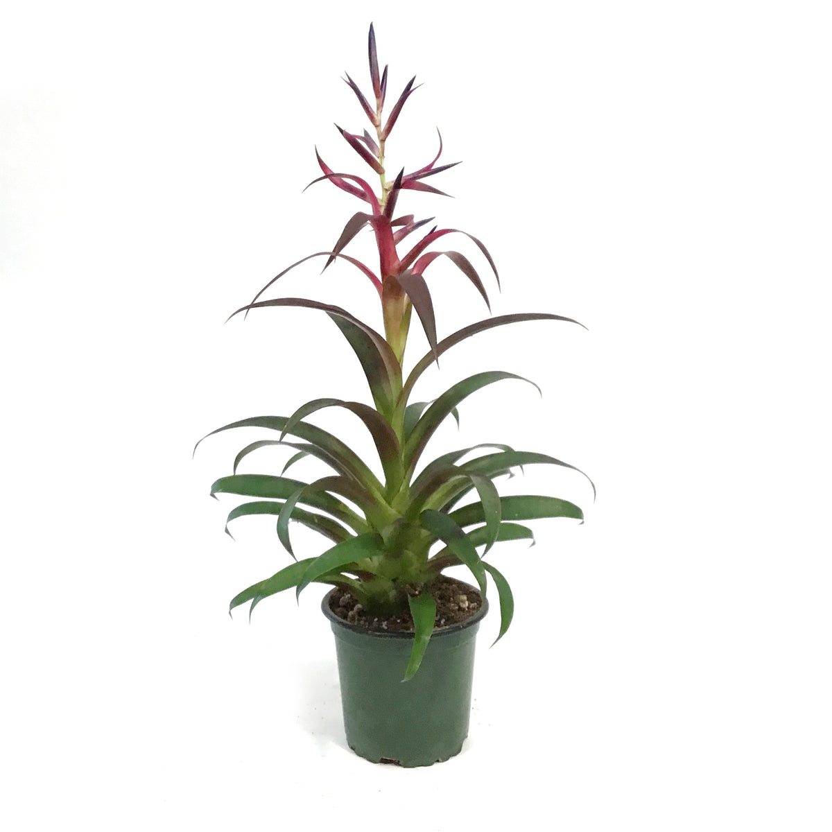Bromeliad, 4in, Tillandsia