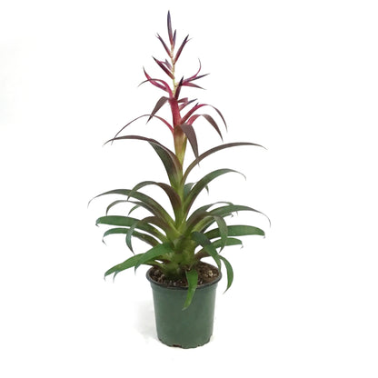 Bromeliad, 4in, Tillandsia