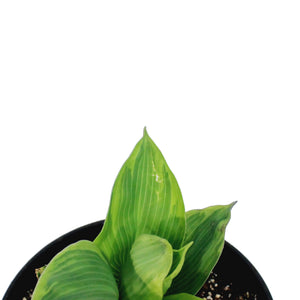 Hosta, 1 gal, Tootie Mae