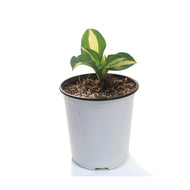 Hosta, 1 gal,Wild Brim