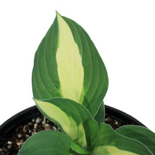 Load image into Gallery viewer, Hosta, 1 gal,Wild Brim
