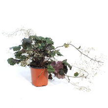 Load image into Gallery viewer, Heuchera, 1 Gal, Palace Purple
