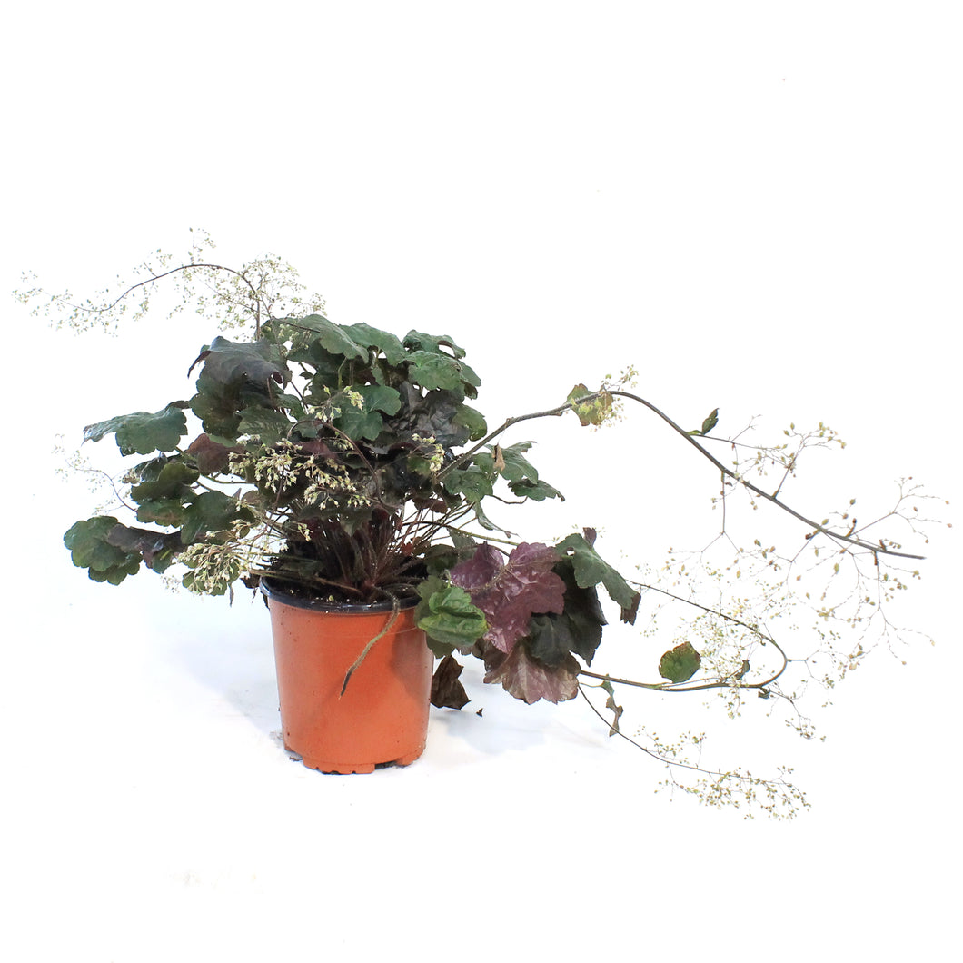 Heuchera, 1 Gal, Palace Purple