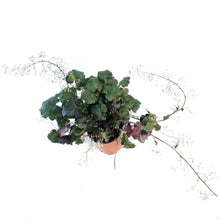 Load image into Gallery viewer, Heuchera, 1 Gal, Palace Purple
