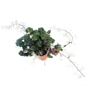 Heuchera, 1 Gal, Palace Purple