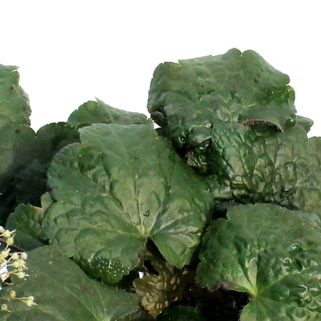 Heuchera, 1 Gal, Palace Purple
