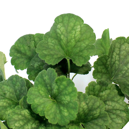 Heuchera, 1Gal, Firefly