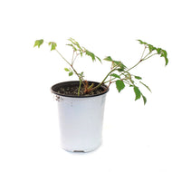 Astilbe, 1 gal, Firework Pink