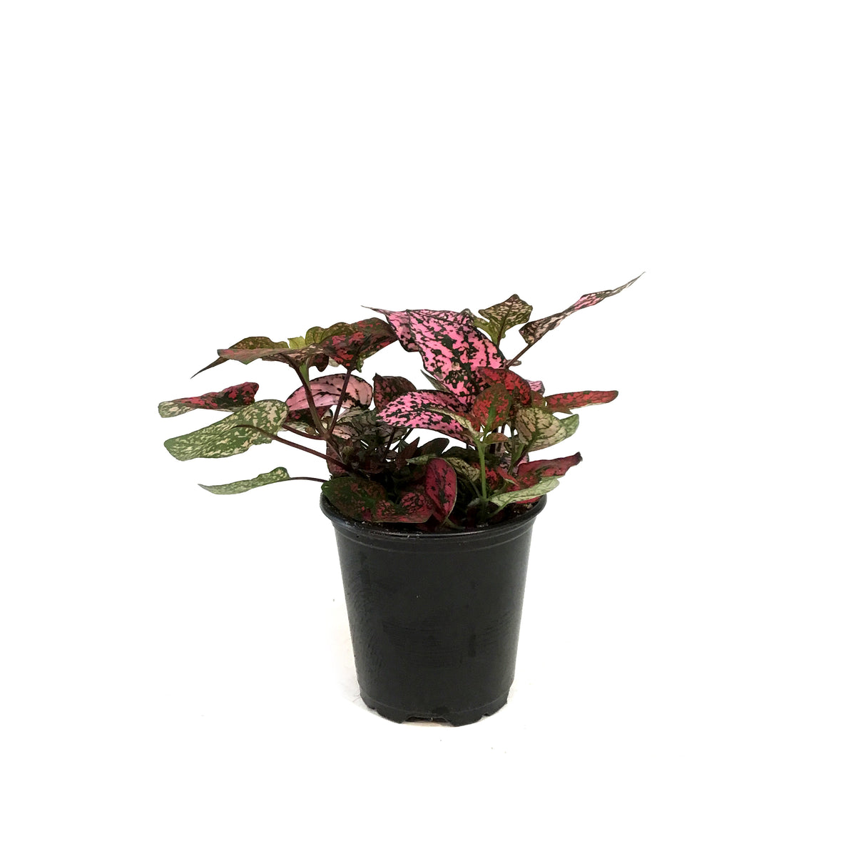 Hypoestes, 3.5in, Polka Dot Plant, Tricolour