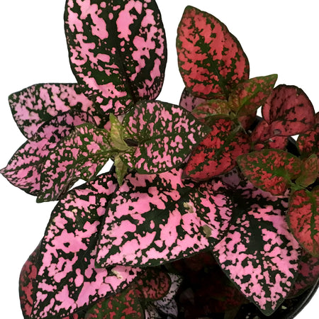 Hypoestes, 3.5in, Polka Dot Plant, Tricolour