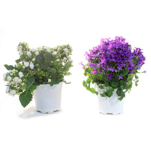 Load image into Gallery viewer, Campanula, 4in, Assorted
