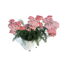 Load image into Gallery viewer, Achillea, 1 gal,Saucy Seduction
