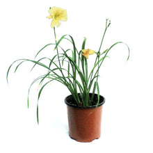 Load image into Gallery viewer, Hemerocallis, 1 gal,Everyday Cream
