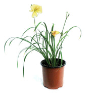 Hemerocallis, 1 gal,Everyday Cream