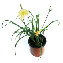 Load image into Gallery viewer, Hemerocallis, 1 gal,Everyday Cream
