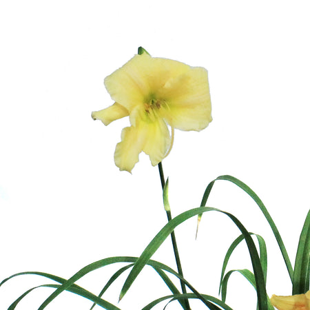 Hemerocallis, 1 gal,Everyday Cream