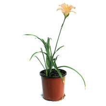 Load image into Gallery viewer, Hemerocallis, 1 gal,Pink Wing
