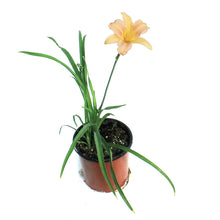 Load image into Gallery viewer, Hemerocallis, 1 gal,Pink Wing
