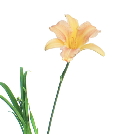 Hemerocallis, 1 gal,Pink Wing
