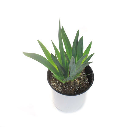 Iris, 1 gal, Germanica Discovered Treasure