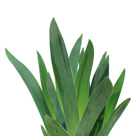 Iris, 1 gal, Germanica Discovered Treasure