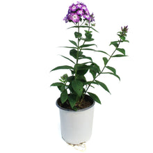 Load image into Gallery viewer, Phlox, 1 gal, Pro Purple
