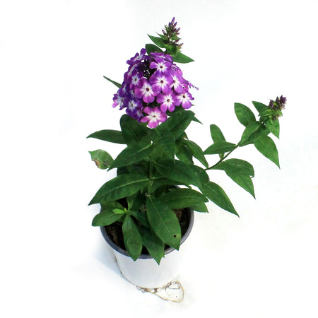 Phlox, 1 gal, Pro Purple